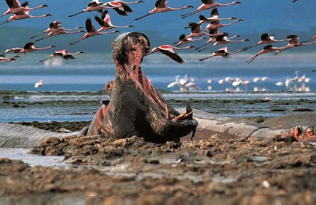Day Tour to Lake Nakuru with optional boat ride in Lake Naivasha