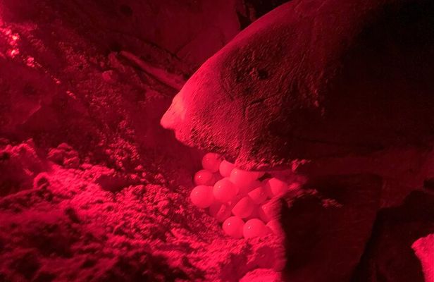 4 Hours Guided Turtle Watch Expedition in Ervatão