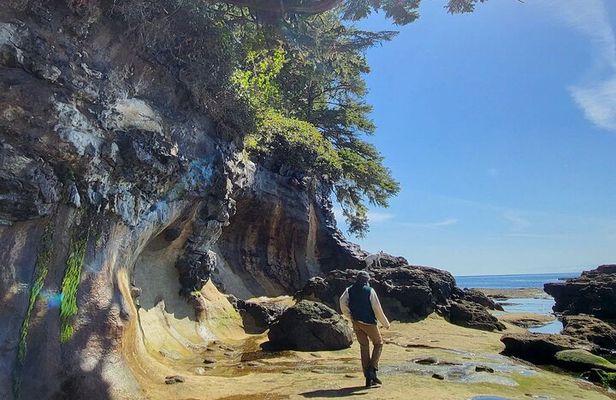 West Coast Big Tree Beach and Waterfall Adventure