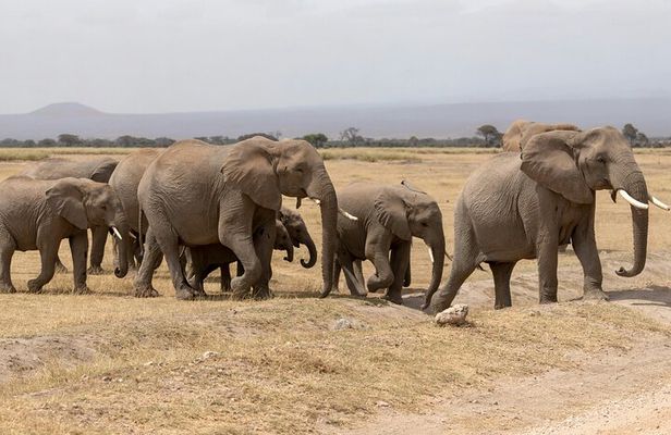 Day tour to Amboseli National Park and Maasai Village