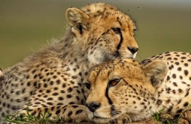 9 Days 8 Nights Classic Safari Tour in Kenya and Tanzania 
