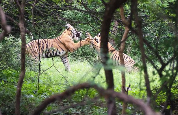 7 Days Golden Triangle Tour with Ranthambore Delhi Agra & Jaipur