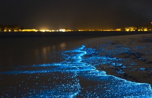 Magical Bioluminescent Night Dive
