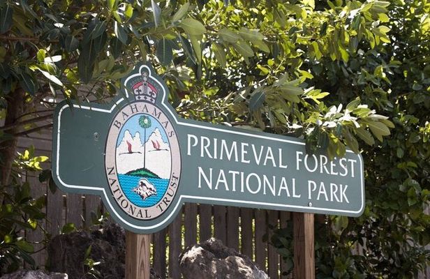 Guided Primeval Nature Walk Tour in Primeval Forest National Park