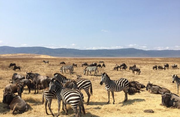 2 Days Tanzania Midrange Group Join Safari