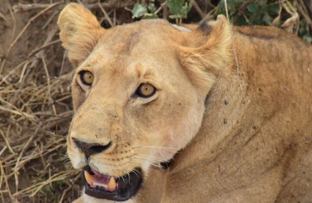 The Best 4 Days Serengeti & Ngorongoro Private Mid-range Safari