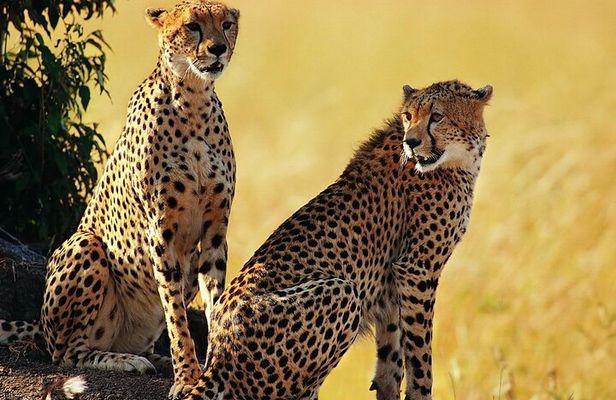Unforgettable 5 days Tanzania Private Budget Camping safari