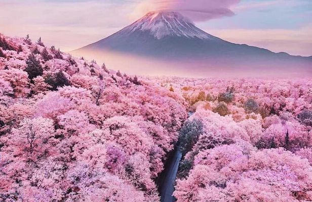 Cherry Blossom Mount Fuji Customizable Luxury vehicle Guided Tour