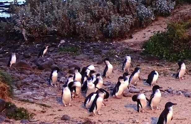 Boutique Phillip Island Food, Wine and Penguins from Melbourne
