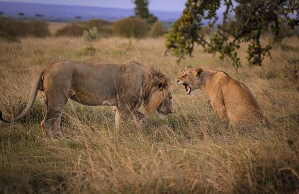 3-Days 2-nights Tanzania Private Budget Camping Safari