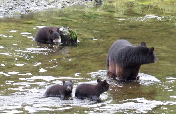 Alaska Wildlife Waterfall Tours