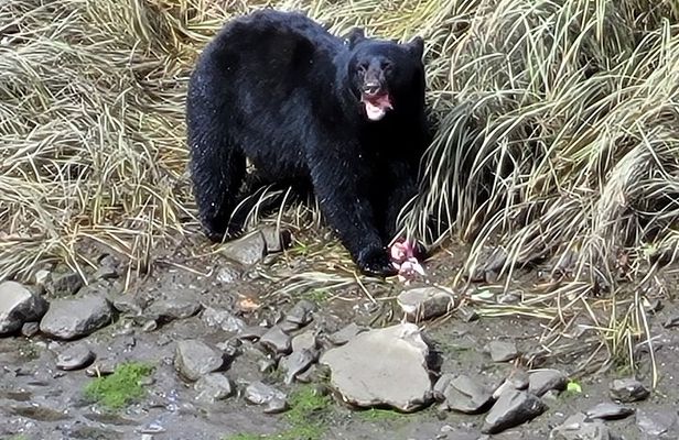 Alaska Wildlife Waterfall Tours