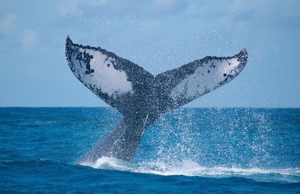 Grand Turk: Whale Watching 