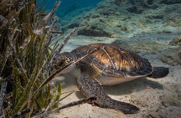 Scuba Diving at Turtle Bay with Underwater Pictures Included