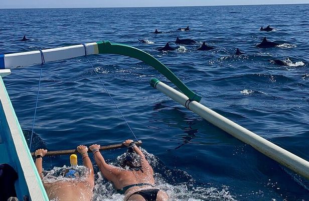 Bali : Dolphin Sunrise Experience Tour Private All Inclusive