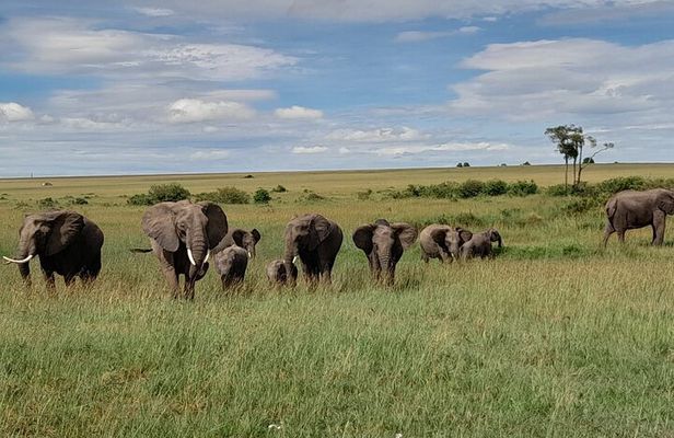 3 Days, 2 Nights Masai Mara Kenya Safari from Nairobi