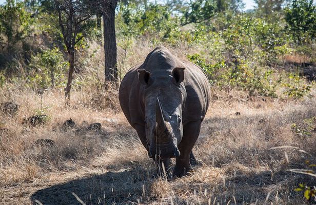 The Mosi oa Tunya National Park Game Drive