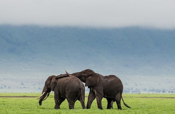 3 Day Safari Expedition from Arusha