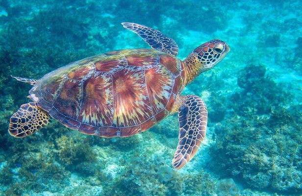 Waikiki Turtle Snorkeling Tour