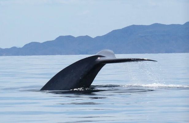 Whale Watching Tour