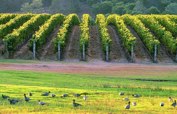Margaret River Coastal Tour