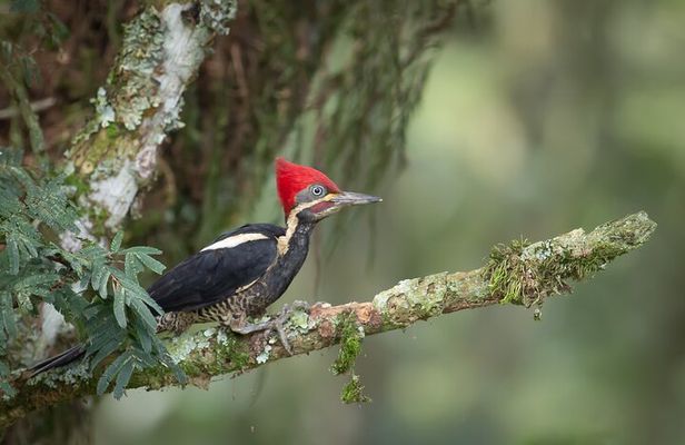 Coffee Lands Birdwatching (transport + guiding)