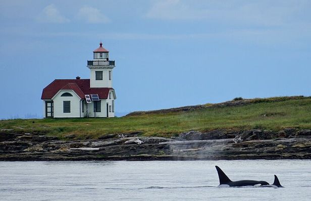Orca whale tour near Seattle