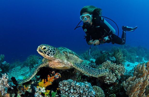 Scuba Reef Dive in Waikiki with One Tank