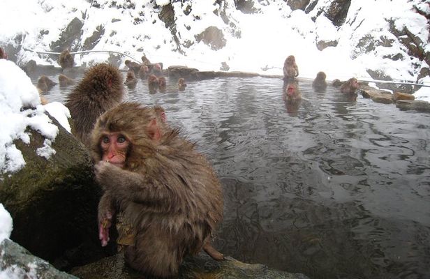 Snow Monkey & Shibu Onsen Afternoon Tour (Depart: Iiyama & Nozwa)