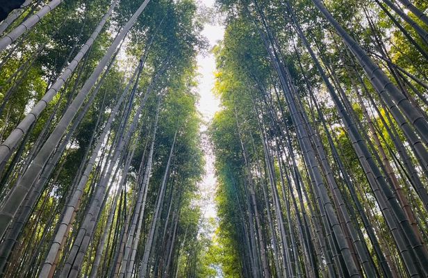 Traversing Kyoto's Scenic West - Arashiyama to Kinkakuji