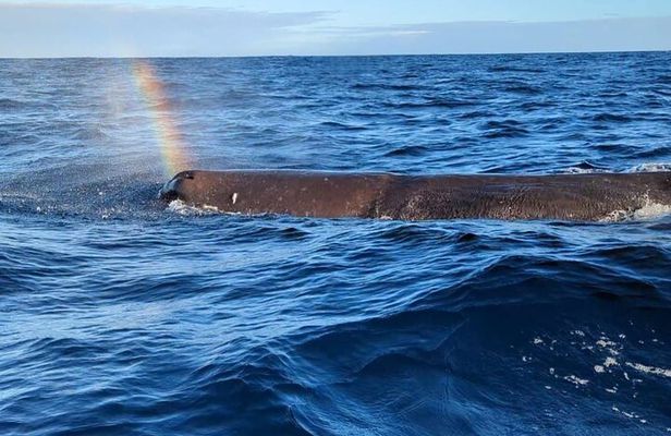 Whale Dream ltd - Whales watching and swim with dolphins