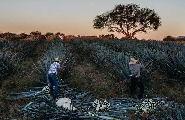 Private Experience of Tequila Town from Jalisco