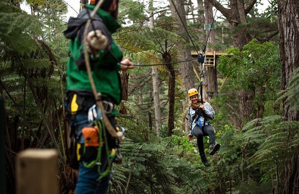 Adventurous Zipline Tour in Coromandel