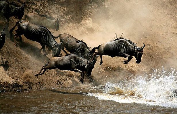 4 Days Masai Mara and Lake Nakuru Budget Safari Meals included