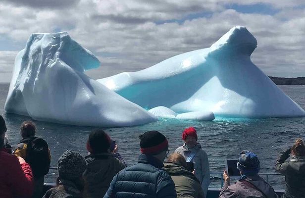 Birds and Bergs in Newfoundland