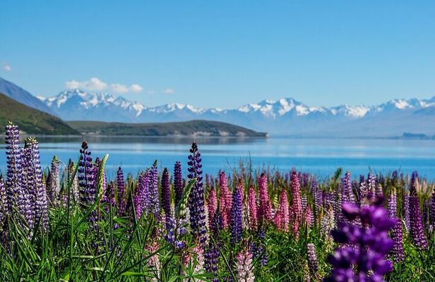 Mt Cook to Lake Tekapo Small Group Tour (one-way)