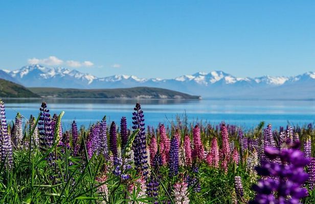 Lake Tekapo to Mt Cook One-Way Small Group Tour