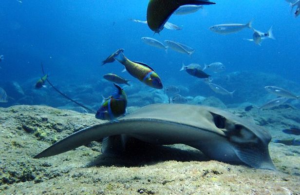 Scuba Adventure – 2 Guided Dives from Our Boat in Tenerife