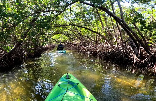 Pedal Kayak Mangrove Tunnel Tour in Bradenton