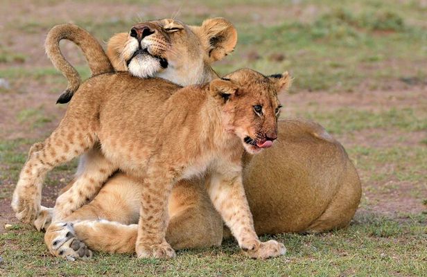 Half Day Safari at Nairobi National Park