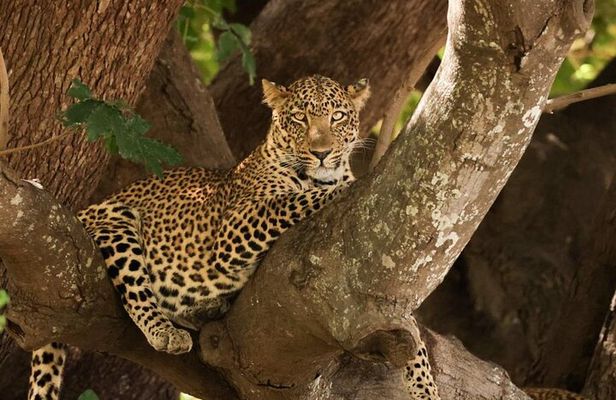 Full Day Kruger National Park Tour