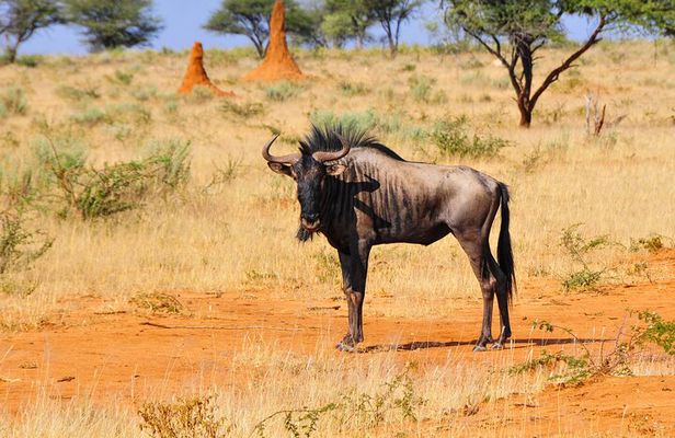 2 Days Luxury Safari Tour in Tarangire & Ngorongoro