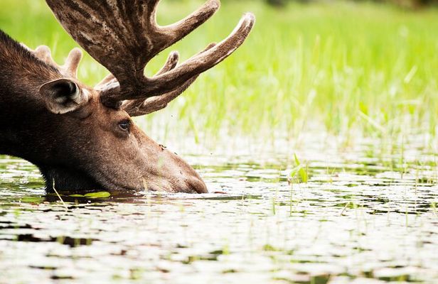 Guided Tours Algonquin Park