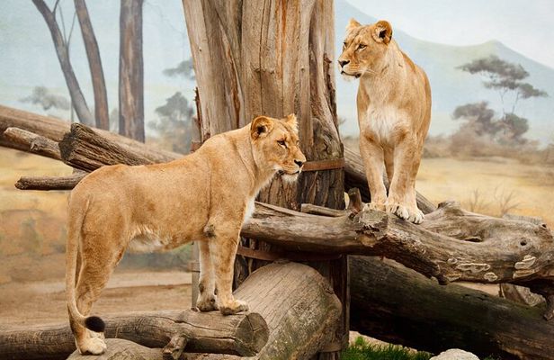 3 Days Midrange Safari At Serengeti and Ngorongoro