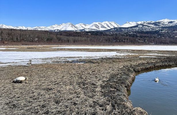 Escaping Anchorage Spring Wildlife Tour