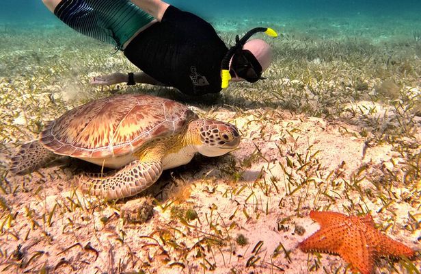 4 Hour Cozumel Turtle Sanctuary Experience on a Luxury Catamarán 