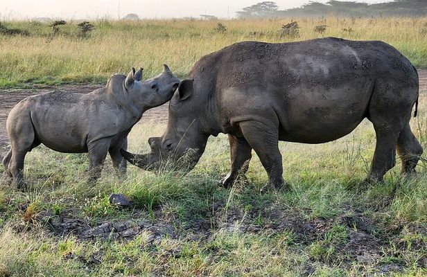 Nairobi National Park Private Tour (Morning/Afternoon Options)