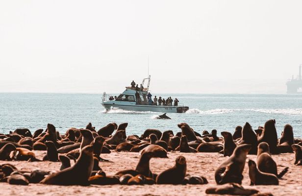 Mola Mola Marine Dolphin Cruise & Beach Braai on Pelican Point