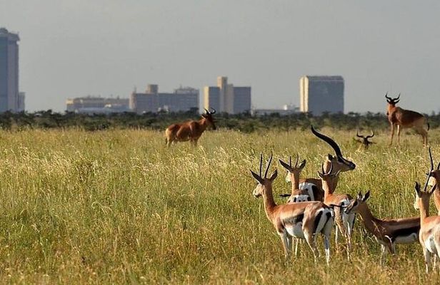 Nairobi National Park and Giraffe Center day Tour