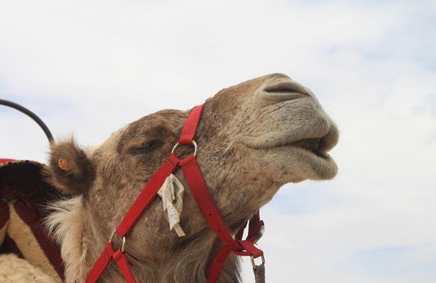 Stargazing and camel ride in the agafay desert